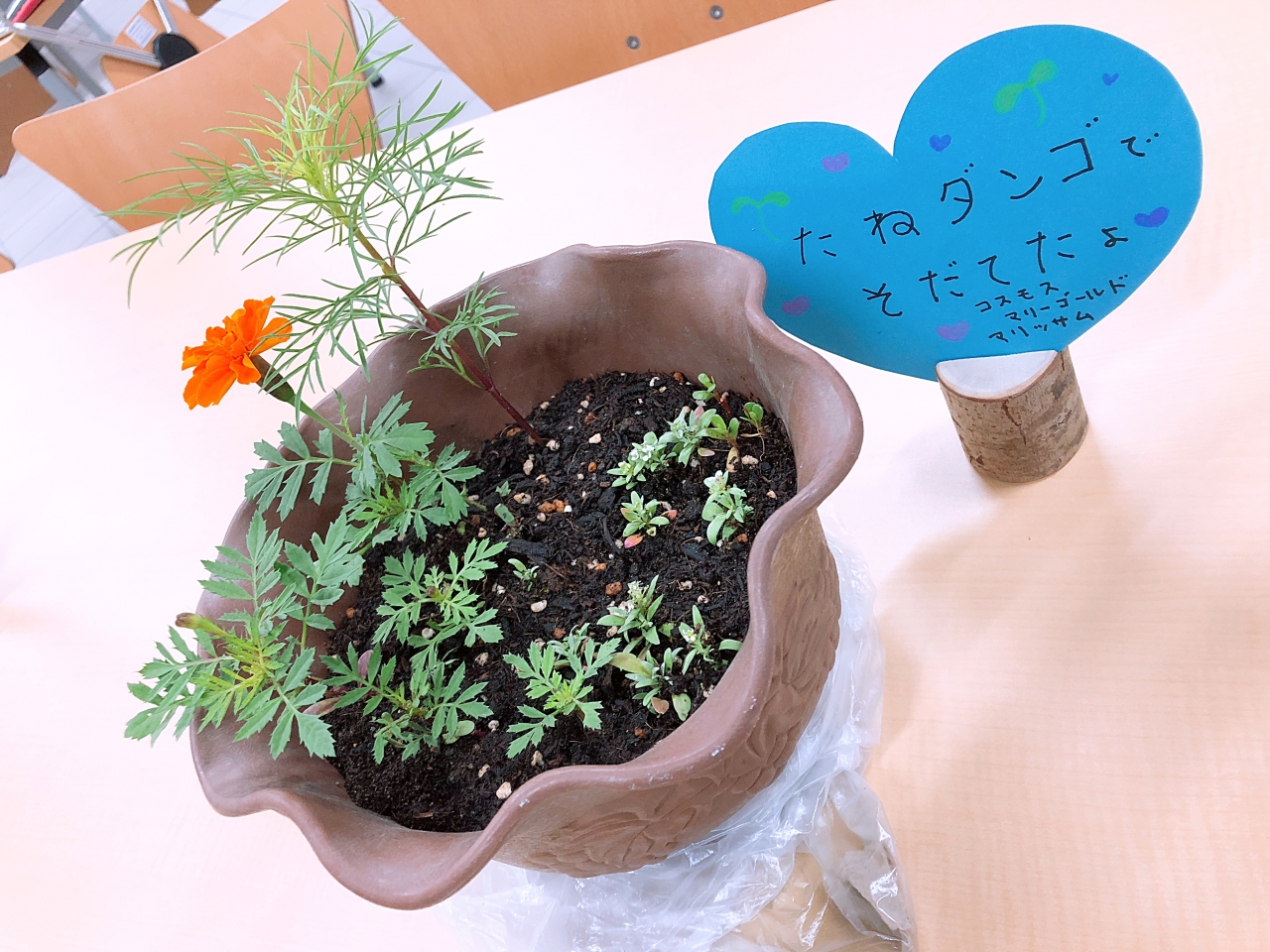 タネだんご