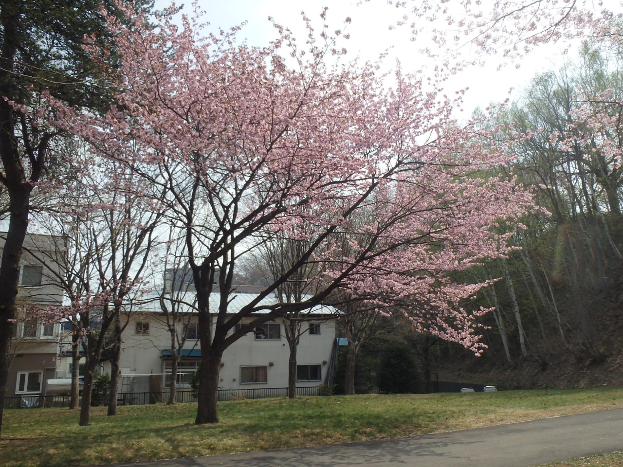 花見広場の写真