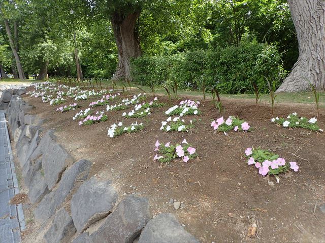 花壇の花_R