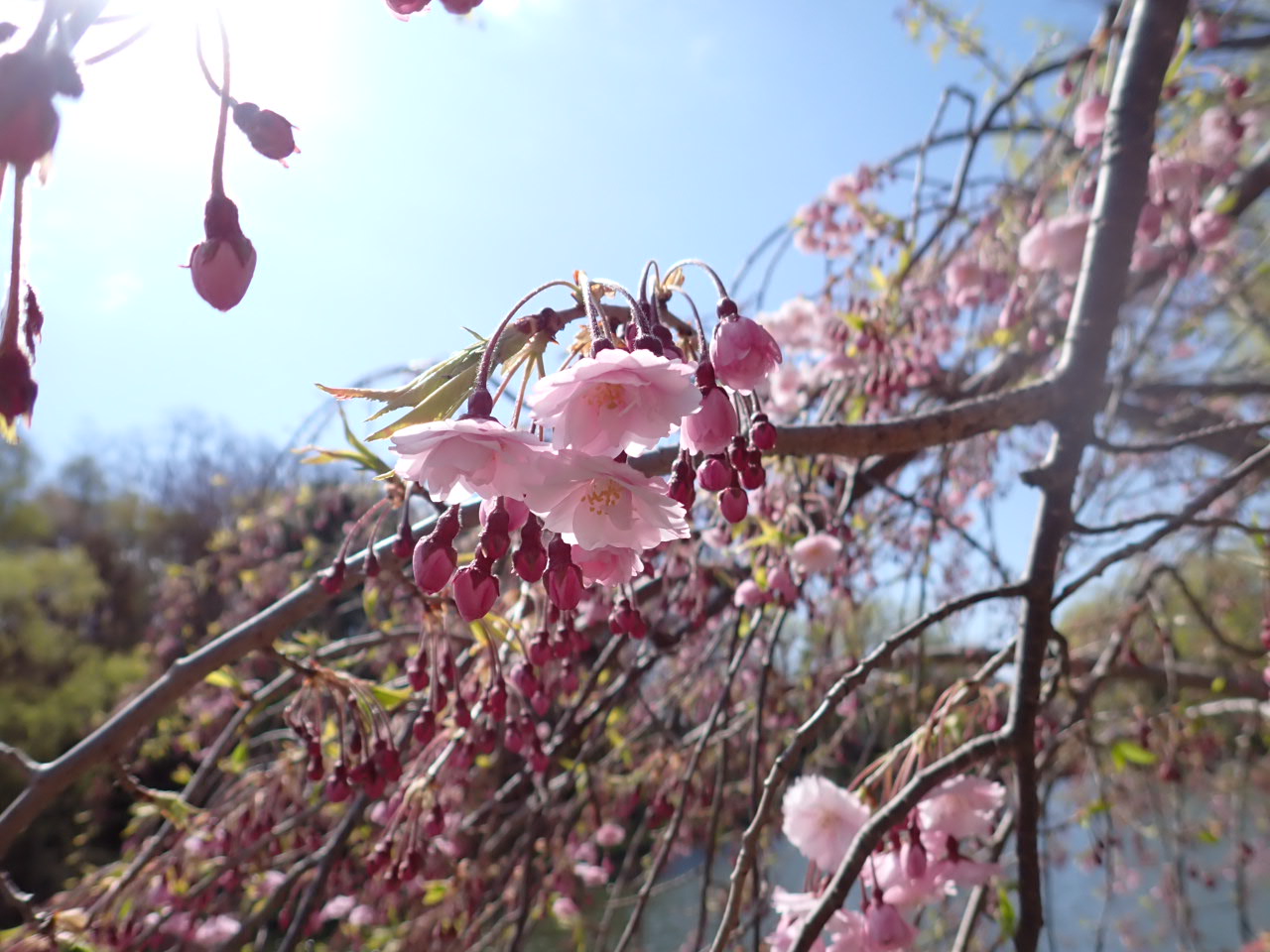 しだれ開花
